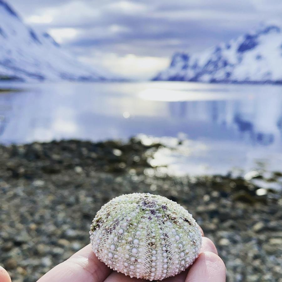 The Crush Hotel Ersfjordbotn Екстериор снимка